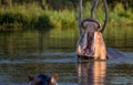 Yawning Hippopotamus