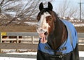 Yawning Horse Royalty Free Stock Photo