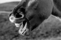 Yawning horse Royalty Free Stock Photo