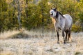 The yawning horse in the morning in nature. Beautiful wild horse portrait. Happy white horse in spring. Funny smiling grey horse o Royalty Free Stock Photo