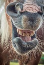 Yawning horse, showing his teeth Royalty Free Stock Photo