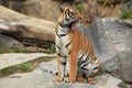 Yawning indochinese tiger