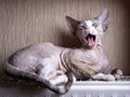 Yawning kitten Devon Rex