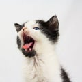 Yawning kitten Royalty Free Stock Photo