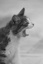 A Yawning Kitten Royalty Free Stock Photo