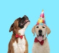 Yawning Labrador Retriever wearing party hat and happy Boxer