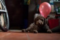 Young lagotto romagnolo dog with balloons