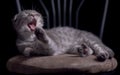 Yawning laughing kitten Royalty Free Stock Photo