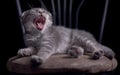 Yawning laughing kitten Royalty Free Stock Photo