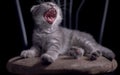 Yawning laughing kitten Royalty Free Stock Photo