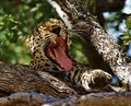 Yawning Leopard