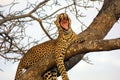 Yawning Leopard Royalty Free Stock Photo