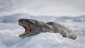 Yawning Leopard Seal on iceberg at Danco Island, Antarctica Royalty Free Stock Photo