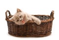 Yawning Lilac Kitten In A Basket