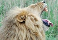 Yawning Lion