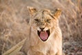 Yawning lion