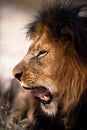 Yawning lion Royalty Free Stock Photo