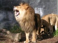 yawning lion