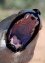 Yawning lion cub in South-Africa Royalty Free Stock Photo