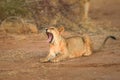 Yawning lion cub Royalty Free Stock Photo