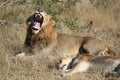 Yawning Lion with Mate