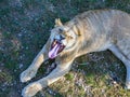 Yawning lion in Natural Park `Taigan`, Crimea