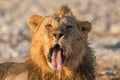 Yawning lion Panthera leo, Etosha National Park, Namibia
