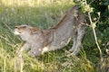 Yawning Lion Royalty Free Stock Photo