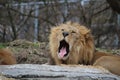 Yawning lion Royalty Free Stock Photo