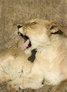 Yawning lioness