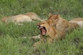 Yawning Lioness