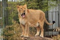 Yawning lioness