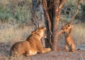 Yawning lioness with her cub playing under a tree