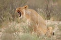 Yawning lioness - Kalahari desert