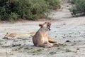 Yawning lioness with open mouth, lies in the African savannah