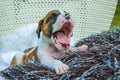 Yawning little dog