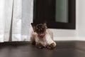 Yawning little kitty. Devon Rex cat Blu Point type In the home interior. Selective focus, bokeh