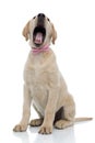 Yawning little labrador retriever puppy wearing pink bow tie