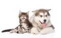 Yawning maine coon cat and alaskan malamute dog together. isolated Royalty Free Stock Photo