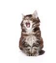 Yawning maine coon cat. isolated on white background Royalty Free Stock Photo