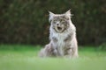 Yawning Maine Coon Cat Outside Royalty Free Stock Photo