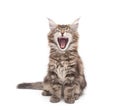 Yawning maine coon kitten