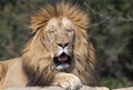 A Yawning male African Lion (Panthera Leo) at Sydney Zoo