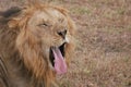 Sleepy male lion opens its mouth and exposes its long pink tongue Royalty Free Stock Photo