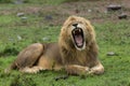 Yawning male lion in the Maasai Mara