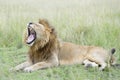 Lion Panthera leo yawning, while lying down Royalty Free Stock Photo