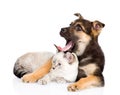 Yawning mixed breed dog lying with small cat. isolated on white Royalty Free Stock Photo