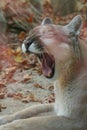 Yawning Mountain Lion Bares His Bite