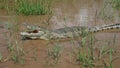 The yawning Nile crocodile in Chamo lake, Ethiopia Royalty Free Stock Photo