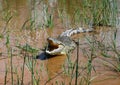 The yawning Nile crocodile Chamo lake, Nechisar national park, Ethiopia Royalty Free Stock Photo